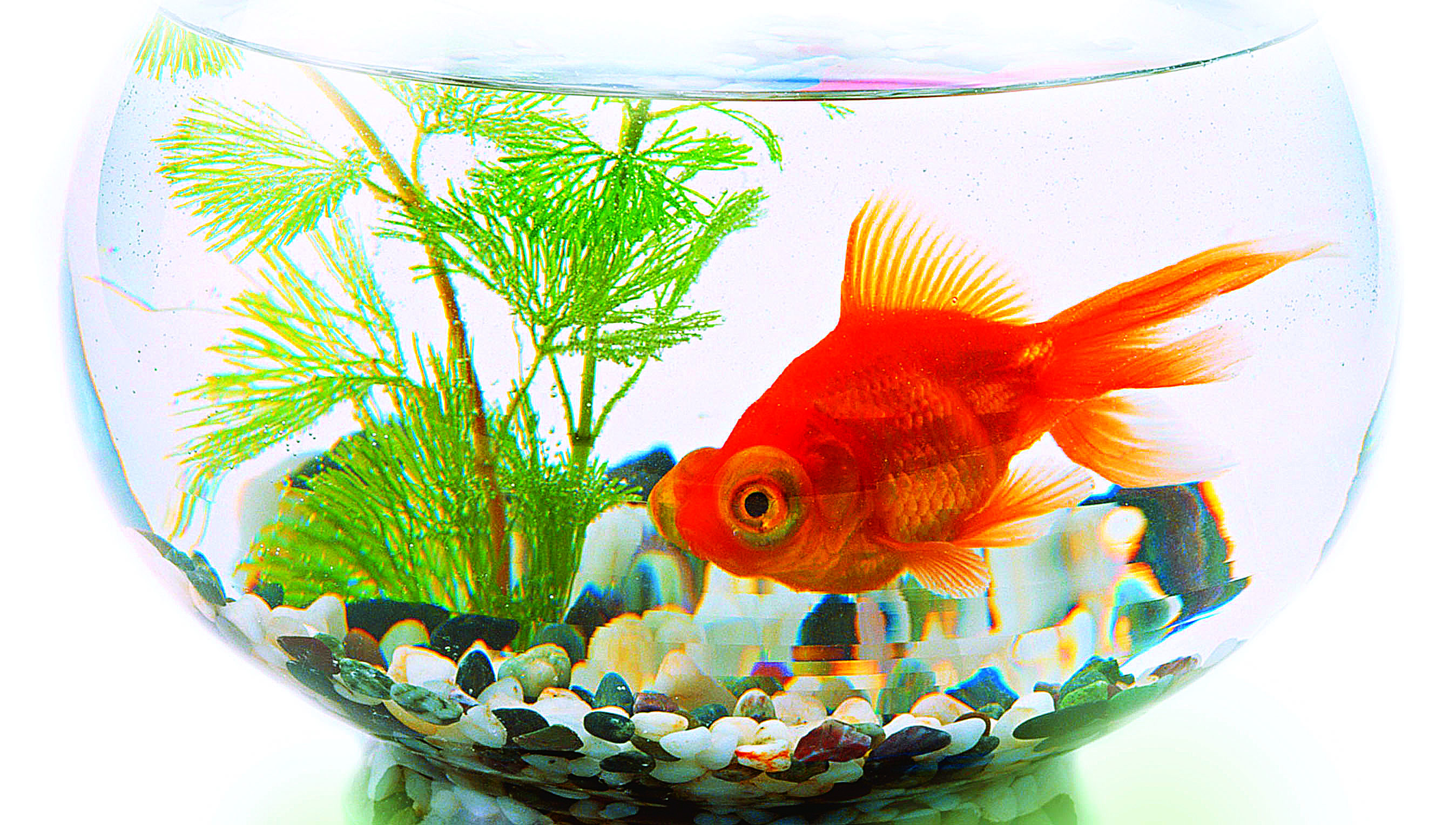 Фото рыбки золотой в круглом аквариуме